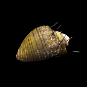 Hairy Nerite Snail (1.5cm)