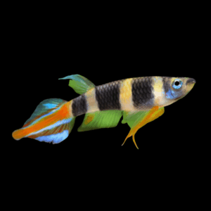 Clown Killfish (1,0 -1,5 Cm)