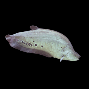 Clown Knifefish (10 Cm)