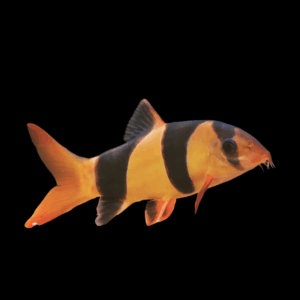 Clown Loach (2,5 - 3 Cm)