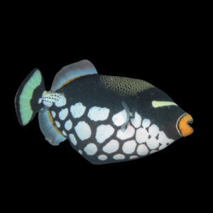 Clown Triggerfish - M