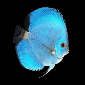 Cobalt Discus (9Cm (11,5Cm))
