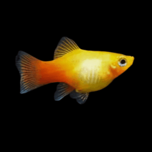 Golden Comet Platy (3 - 4 Cm)