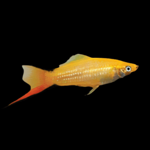 Orange Comet Swordtail (4 - 5 Cm)