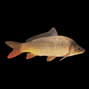 Common Carp Cyprinus Carpio - 10cm X 10