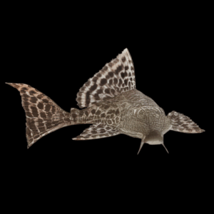Common Pleco (10 Cm)