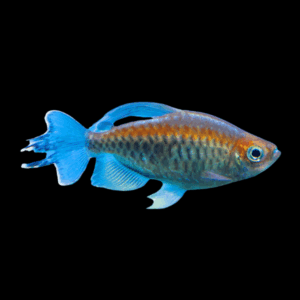 Congo Tetra (3 - 4 Cm)