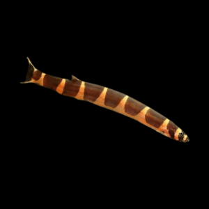 Prickly Eye Striped Loach, (4 - 5 Cm)