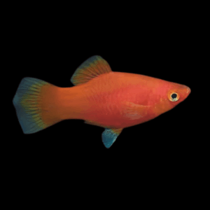 Coral Platy (1,5 Cm)