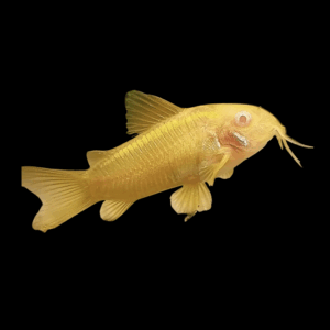 Albino Corydoras (2,5 - 3 Cm)