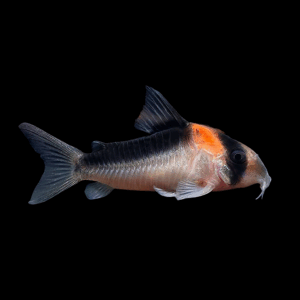 Duplicareus Corydoras (2,5 - 3 Cm)