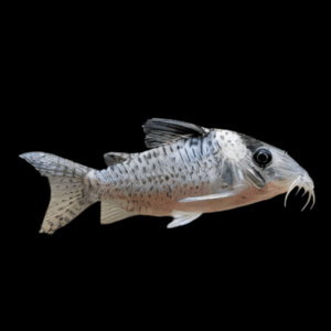 Melanistus Corydoras (3 - 4 Cm)
