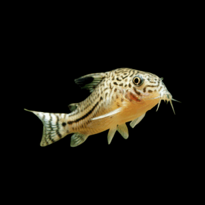 Naponesis Corydoras (3 - 4 Cm)