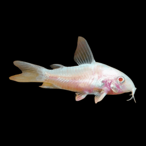 Albino Peppered Corydoras (2-2,5 Cm)