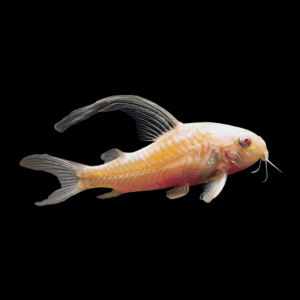 Albino Peppered Corydoras Long Fin (2,5 - 3 Cm)