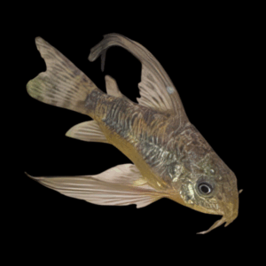Peppered Corydoras Long Fin (2,5 - 3 Cm)