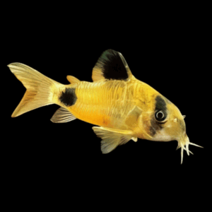 Golden Panda Corydoras (2,5 - 3 Cm)