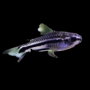 Black Pygmy Corydoras (1 - 2 Cm)