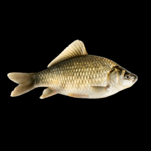 Crucian Carp 10cm X 6