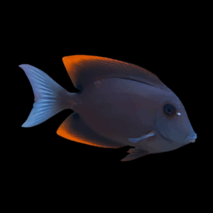 Tomini Surgeonfish - M