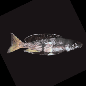 Cyprichromis Black Microlepidotus (4 - 5 Cm)
