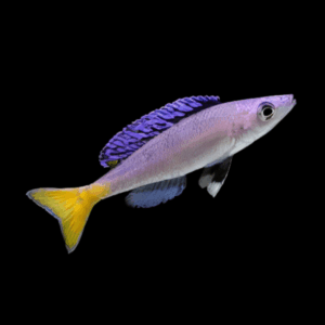 Cyprichromis Leptosoma Mpulungu (4 - 5 Cm)