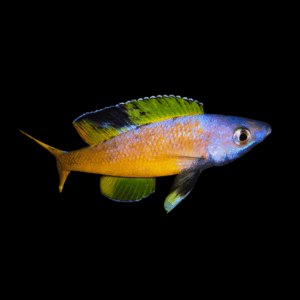 Cyprichromis Leptosoma Moba (3 - 4 Cm)