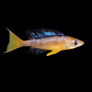 Karilani Microlepidotus (4 - 5 Cm)