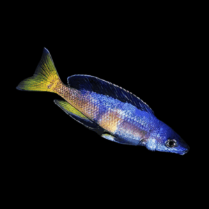 Cyprichromis Jumbo Kitumba (3 - 4 Cm)
