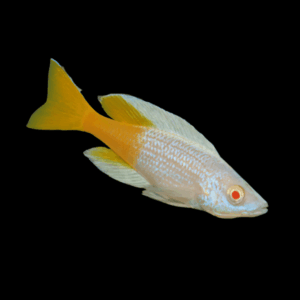 Cyprichromis Jumbo Kitumba (4 - 5 Cm)