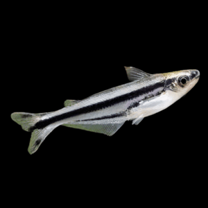 African Debauwi Catfish (5 - 7 Cm)