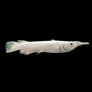 White Halfbeak (3 - 4 Cm)
