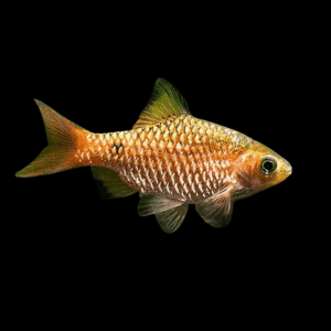 Diamond Rosy Barb (2 - 2,5 Cm)