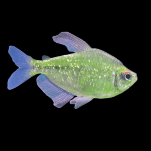 Diamond Tetra (1,5 - 2 Cm)
