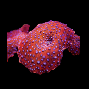 Discosoma Blue Spotted Red Mushroom - 1 POLYP