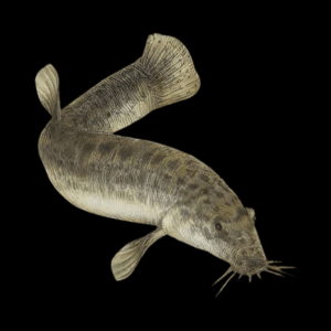 Weather Dojo Loach Misgurnus Anguillicaudatus 5cm X 10