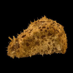 Auricularia - DOLABELLA AURICULARIA