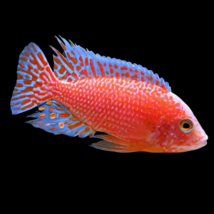 Aulonocara Dragon Blood Fire Fish Peacock Cichlid (2 - 3 Cm)