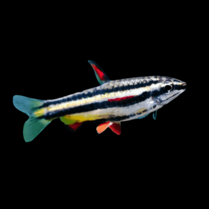 Dwarf Pencilfish (>3Cm)