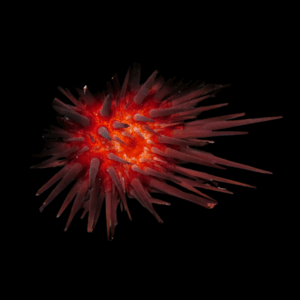 Echinometra Lucunter  - M