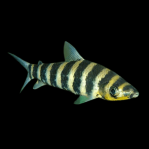 Eight Banded Head Stander (3 - 4 Cm)