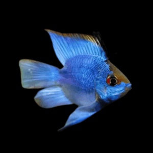 Electric Blue Balloon Ram Dwarf Cichlid (2,5 - 3 Cm)