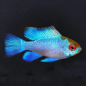 Electric Blue Ram Dwarf Cichlid (2 - 2,5 Cm)