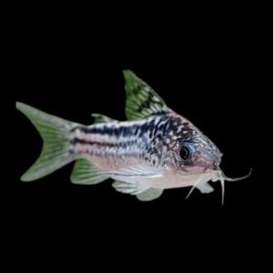 Elegant Corydoras (2,5 - 3 Cm)