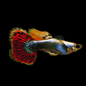 Male Elephant Ear Guppy (3 - 4 Cm)