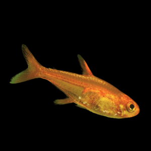 Ember Fire Tetra (1,5 - 2 Cm)