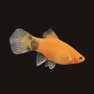 Emerald Gold Mickey Mouse Platy (3 - 4 Cm)