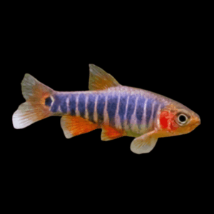 Emerald Dwarf Rasbora (1 Cm)