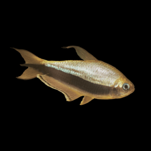 Emperor Tetra (2,5 - 3 Cm)