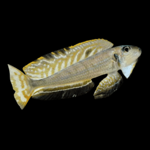 Singularis Xenotilapia Enantiopus Ochrogenys Kekese (5 - 6 Cm)